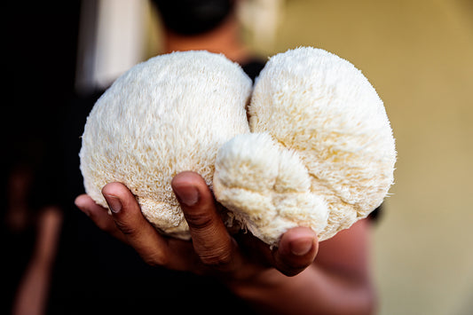 Lion's Mane: Reducing Inflammation to Improve Your Nervous System Health