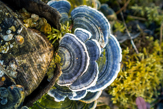 From Wild Turkeys to Modern Medicine: A Little Known History of Turkey Tail Mushroom