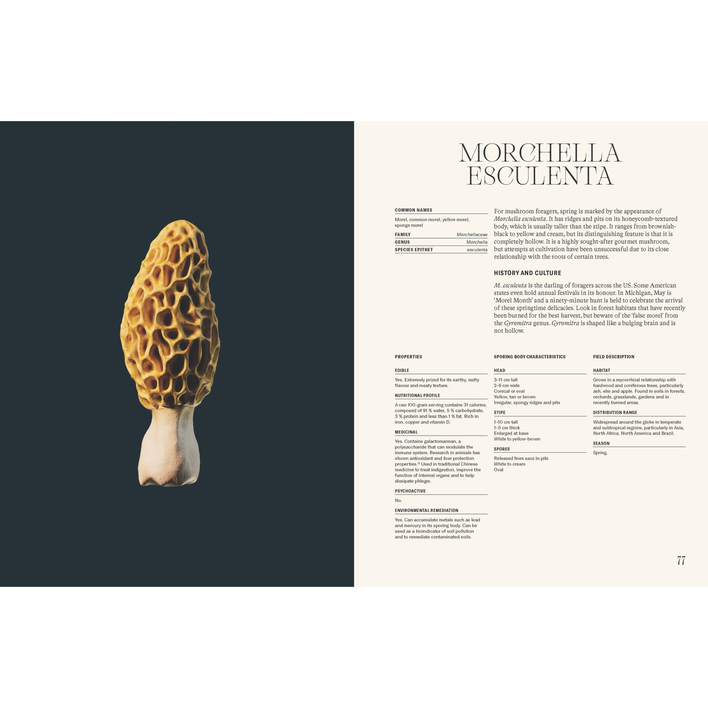 The Future is Fungi - Mycelyum Inc.