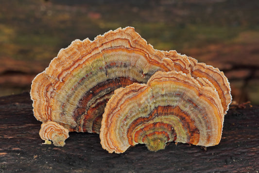 From Traditional Medicine to Modern Science: Uncovering the Power of Turkey Tail Mushroom