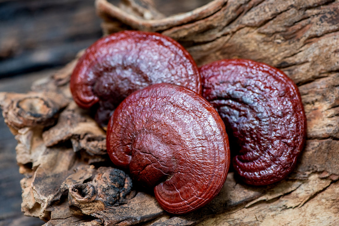 Reishi Through the Ages: The Fascinating Journey of the Mushroom of Immortality