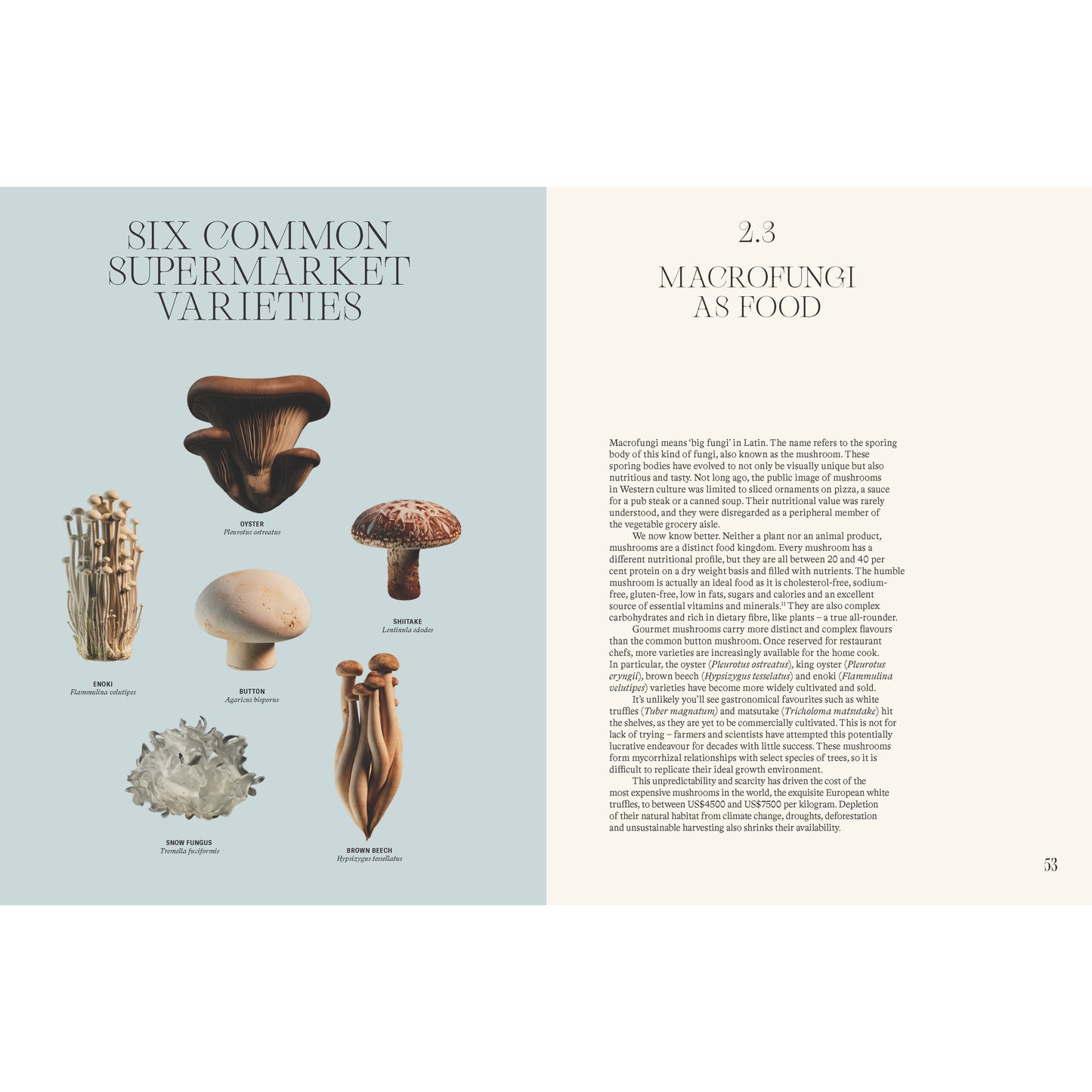 The Future is Fungi - Mycelyum Inc.