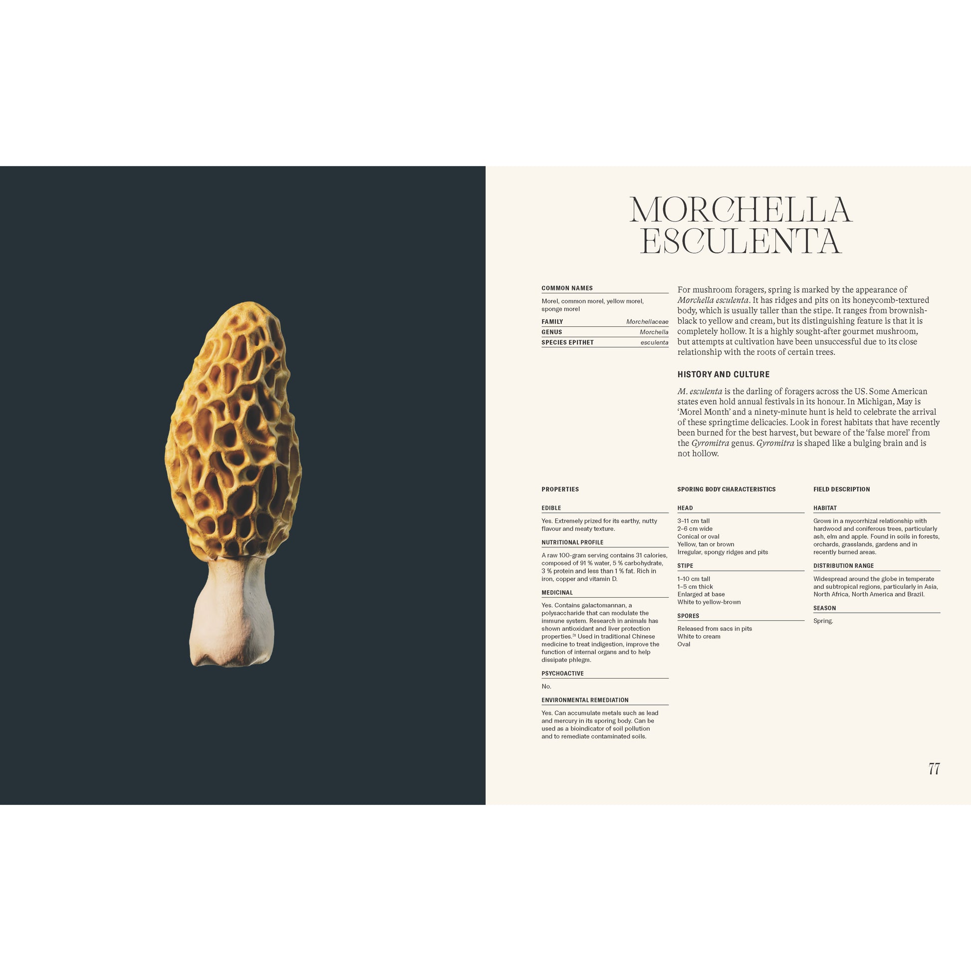 The Future is Fungi - Mycelyum Inc.