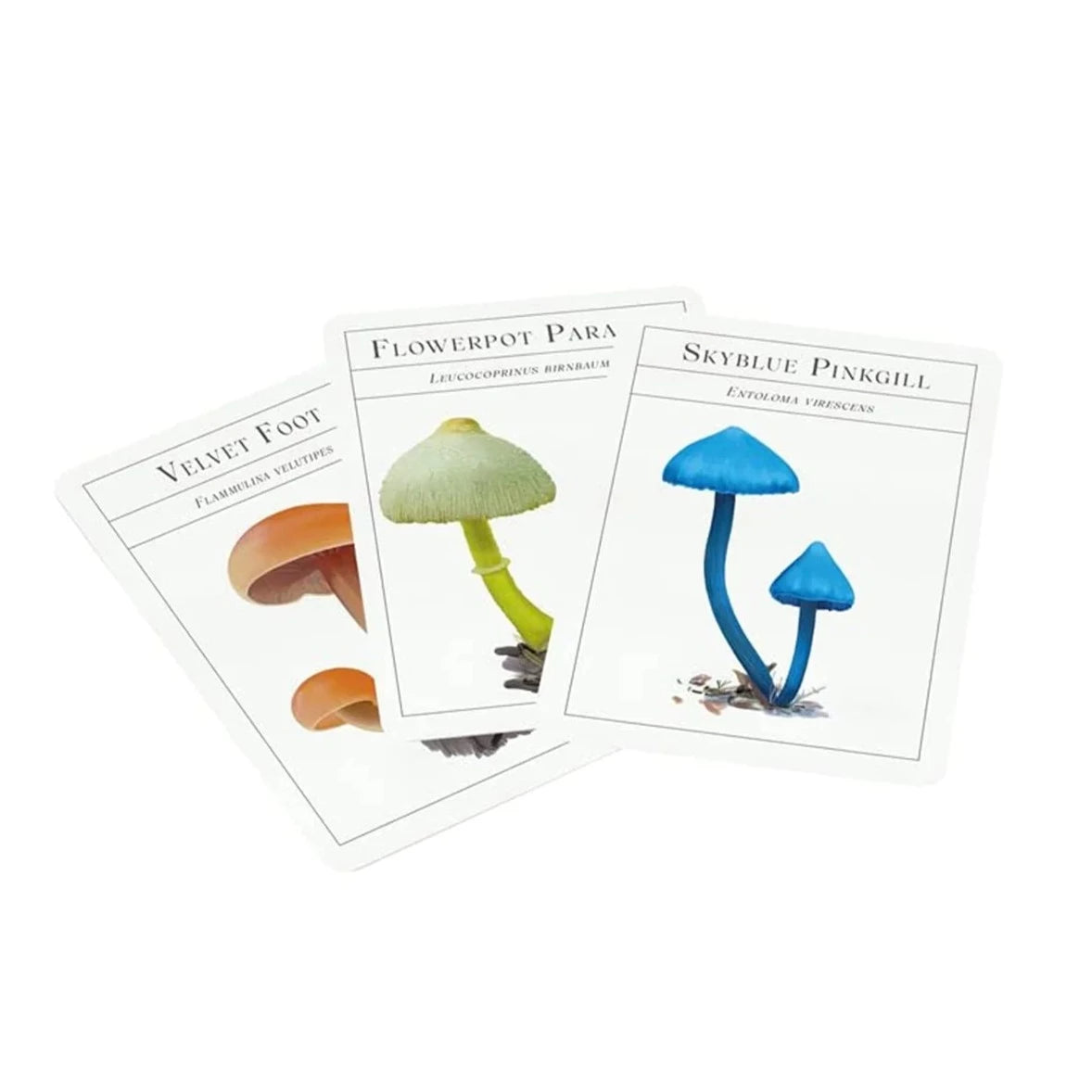 The Deck of Mushrooms: An illustrated field guide to fascinating fungi - Mycelyum Inc.