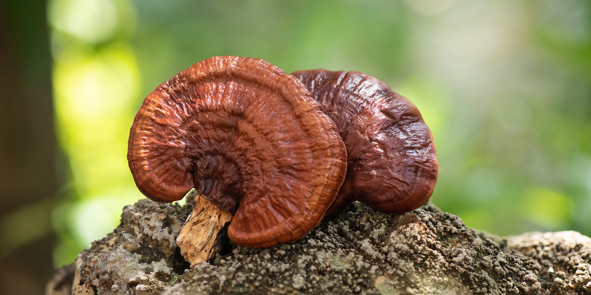 Mushroom Medicine in Ayurveda